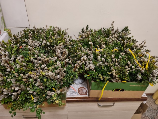 22.03.2024 - Wspólnota ministrantów przygotowała palmy wielkanocne